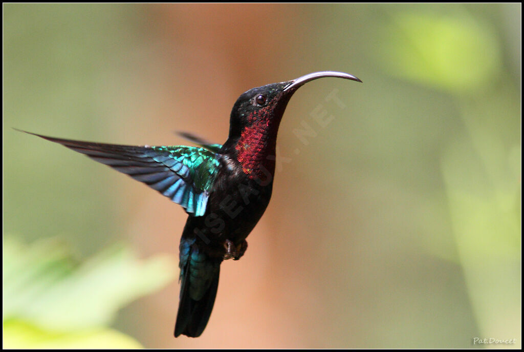 Purple-throated Carib