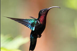 Purple-throated Carib