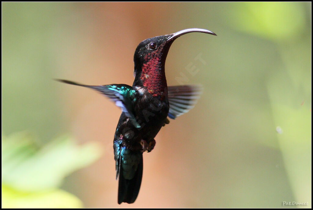 Purple-throated Carib