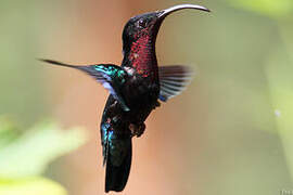 Purple-throated Carib