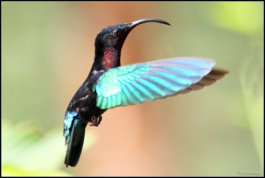 Colibri madère