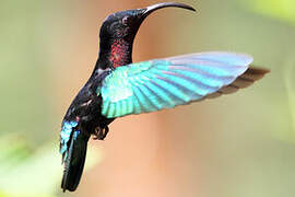 Purple-throated Carib