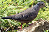 Colombe à queue noire