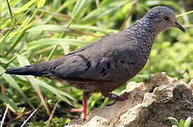 Common Ground Dove