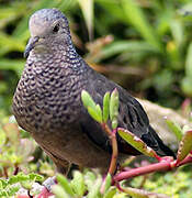 Common Ground Dove