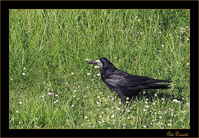 Corbeau freux