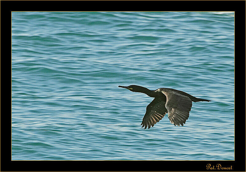 European Shag