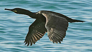 European Shag