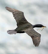 European Shag