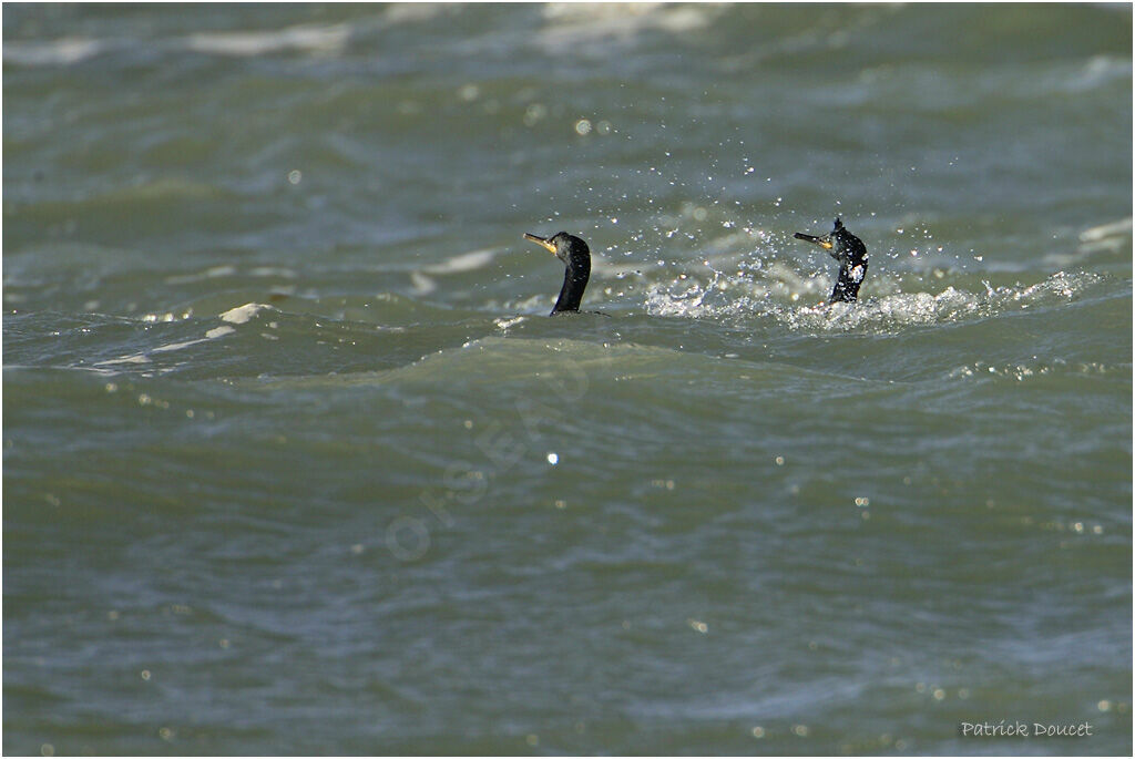 European Shag