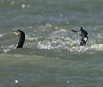 European Shag