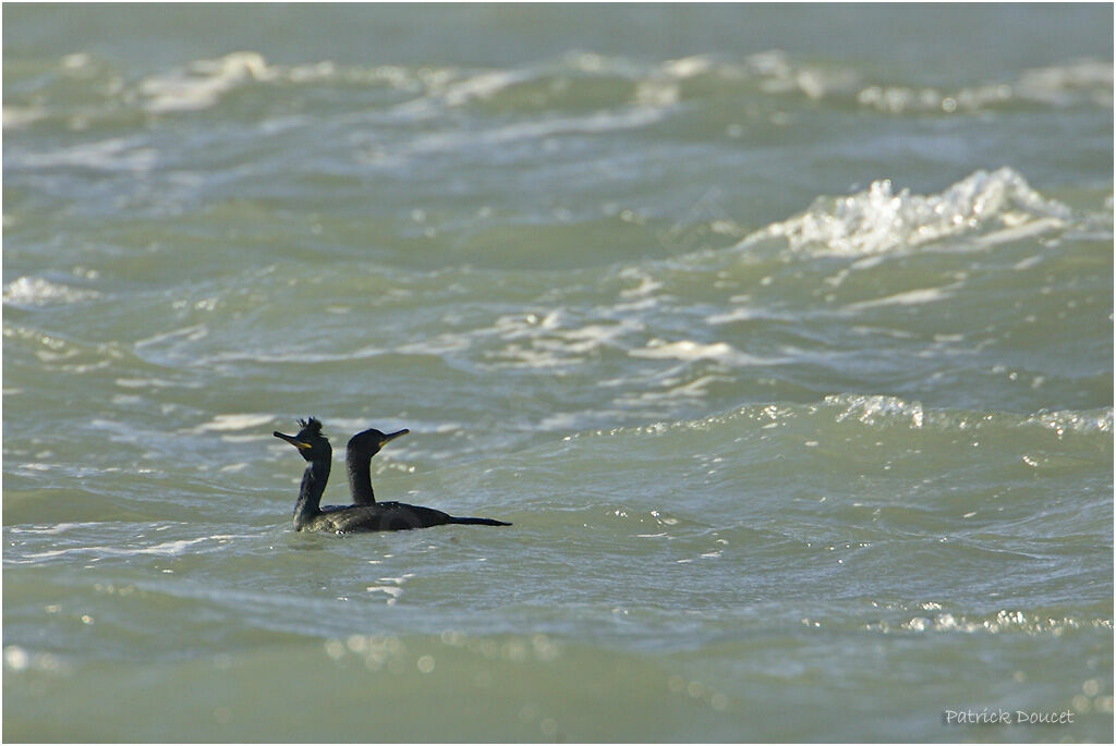 European Shag