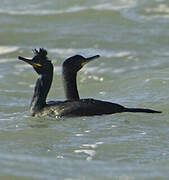 European Shag