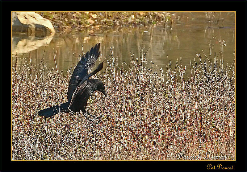 Carrion Crow