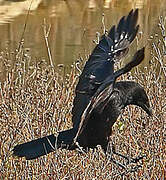 Carrion Crow