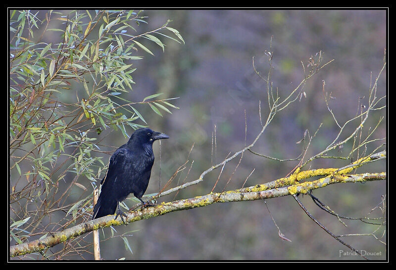 Carrion Crow