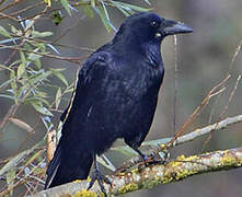 Carrion Crow