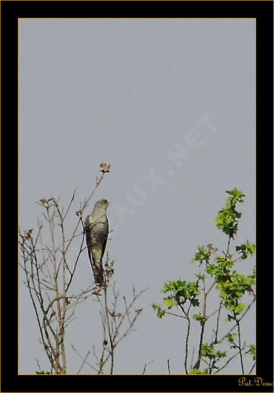 Common Cuckoo