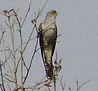 Common Cuckoo