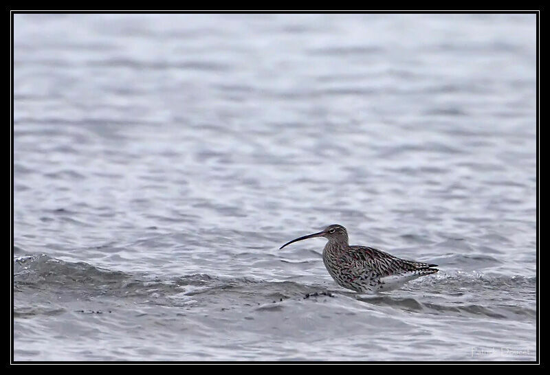 Eurasian Curlew