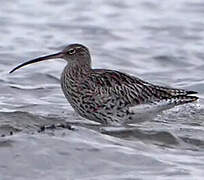 Eurasian Curlew