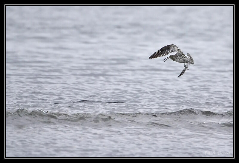 Eurasian Curlew