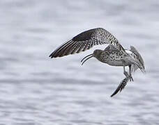 Eurasian Curlew