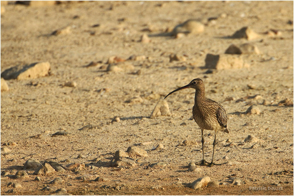 Eurasian Curlew