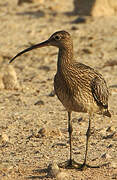 Eurasian Curlew