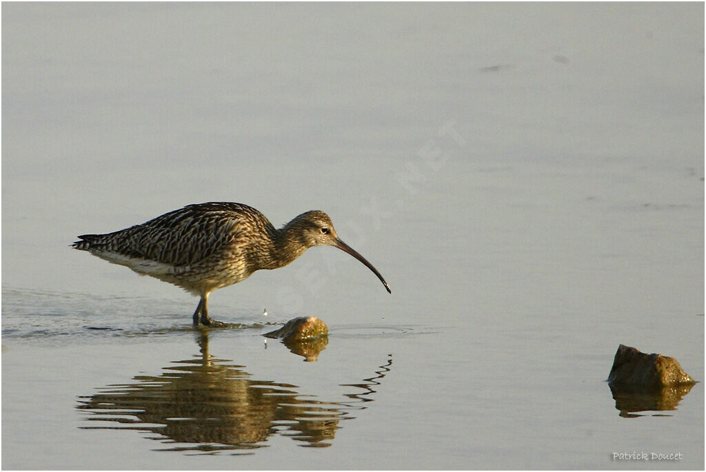 Eurasian Curlew