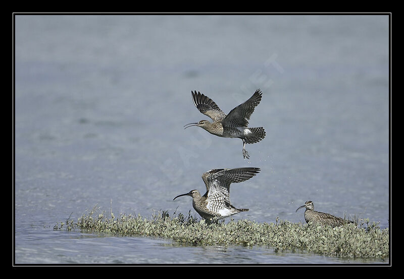 Eurasian Whimbrel