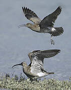 Eurasian Whimbrel