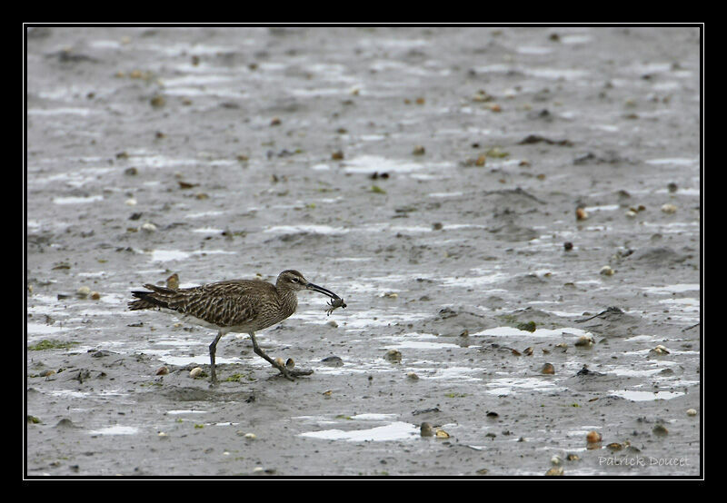 Whimbrel