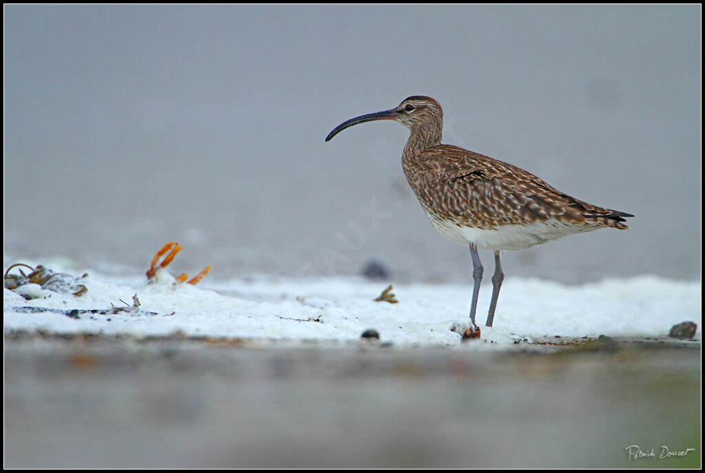 Eurasian Whimbrel