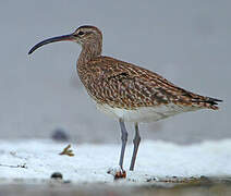 Eurasian Whimbrel