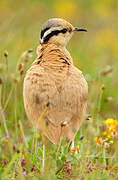 Cream-colored Courser