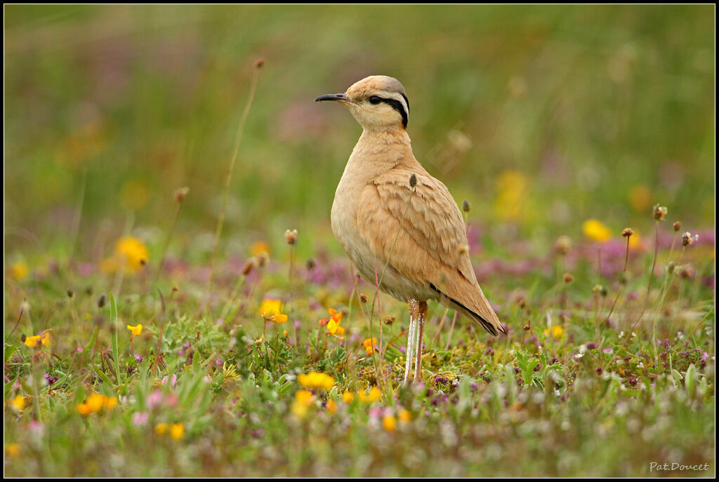 Cream-colored Courser