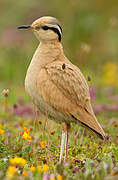 Cream-colored Courser