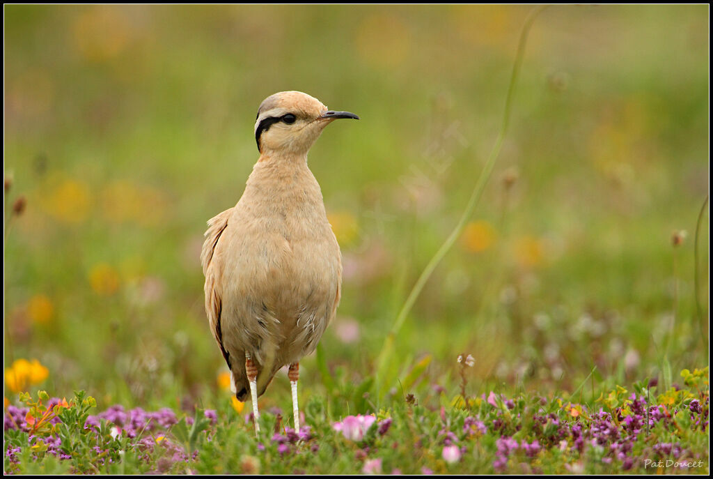 Cream-colored Courser