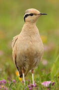 Cream-colored Courser