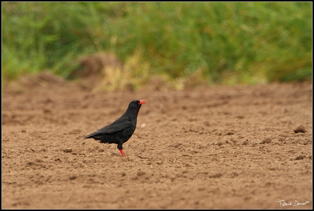 Red-billed Chough