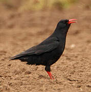 Red-billed Chough