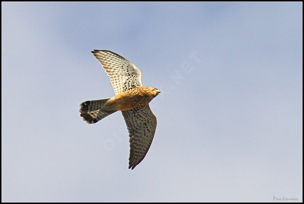 Common Kestrel (canariensis)