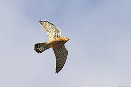 Common Kestrel (canariensis)