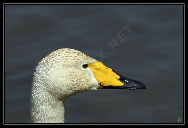 Whooper Swan