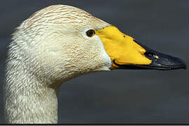 Whooper Swan