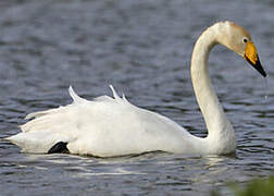 Whooper Swan