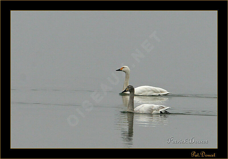 Tundra Swan