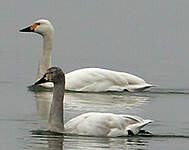 Cygne de Bewick