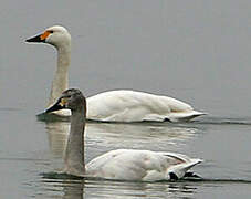 Tundra Swan